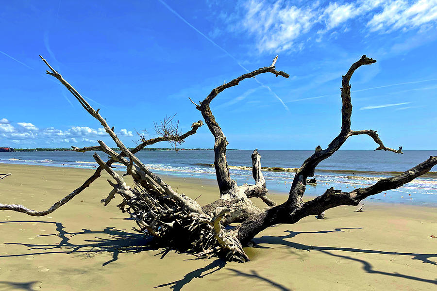 Limbs and Shadows on Driftwood Beach Photograph by Bill Swartwout