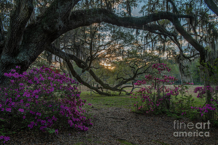 Limbs Stretching Toward the Sunrise Photograph by Dale Powell