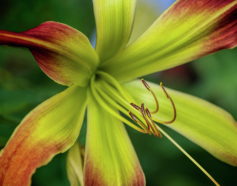 Lime Green Lily Photograph by Ann Powell