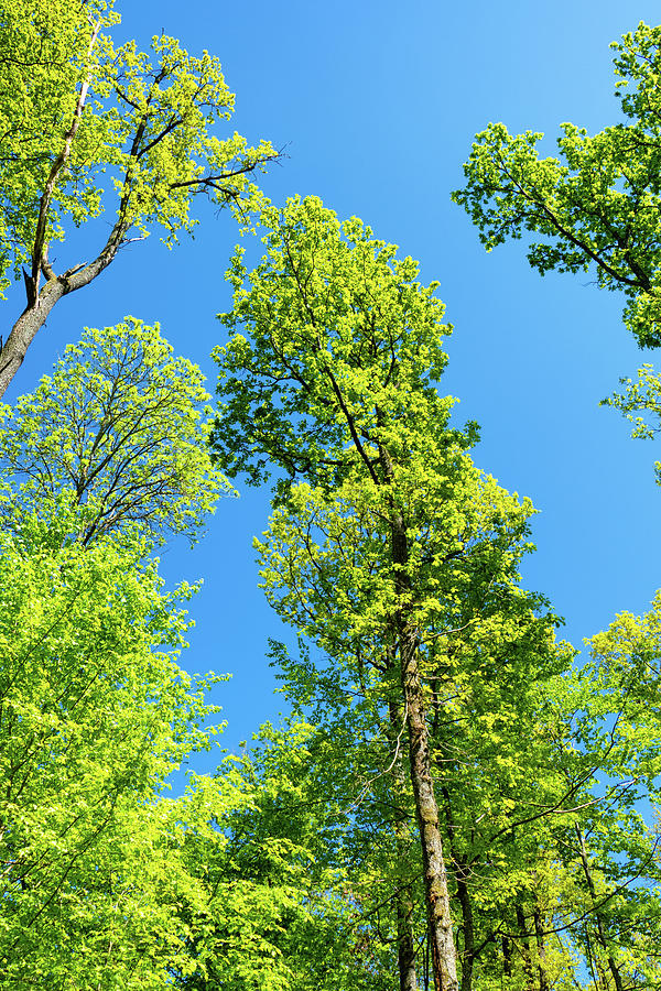 Lime Green Trees in Spring Photograph by Matthias Hauser - Fine Art America