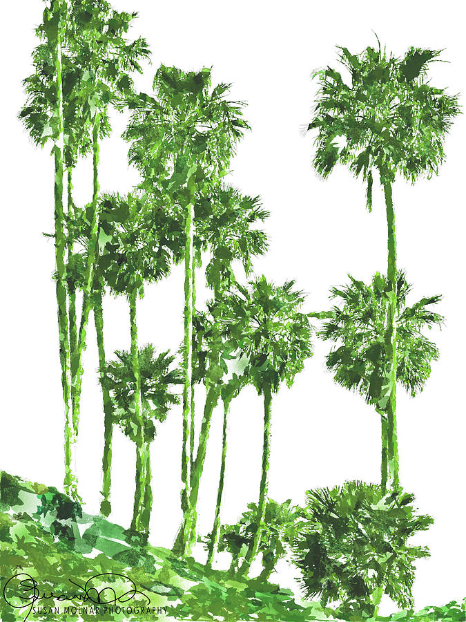 Lime Palms Photograph by Susan Molnar