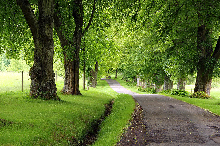 Lime trees avenue Photograph by Fotolinchen