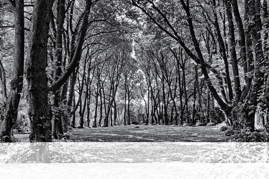 Lime Trees Monochrome Photograph by Jeff Townsend