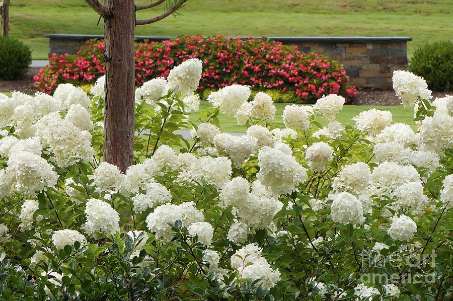 Limelight Hydrangeas And Begonias Photograph by Maxine Billings