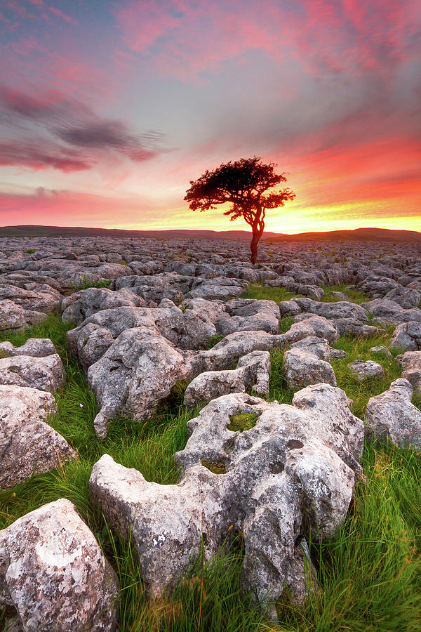 Limestone and lone tree at sunset, Yorkshire Dales Photograph by Anita Nicholson