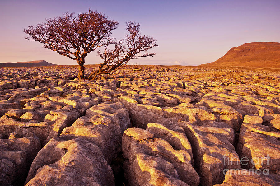 Limestone Pavement at White Scars, Ingleborough, Yorkshire Dales, England Photograph by Neale And Judith Clark