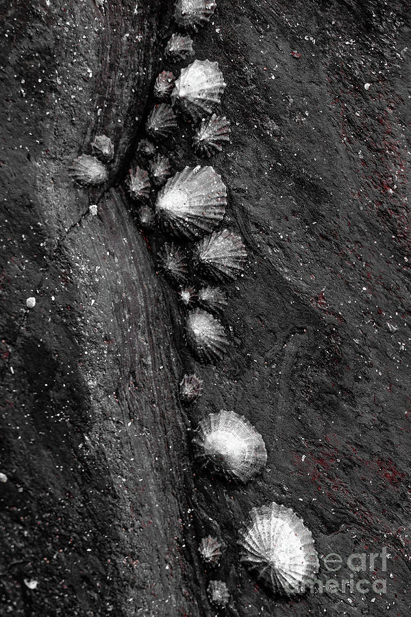 Limpets Carmine Effects Vertical Photograph by Eddie Barron