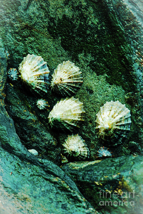 Limpets Wet Effects Vertical Photograph by Eddie Barron