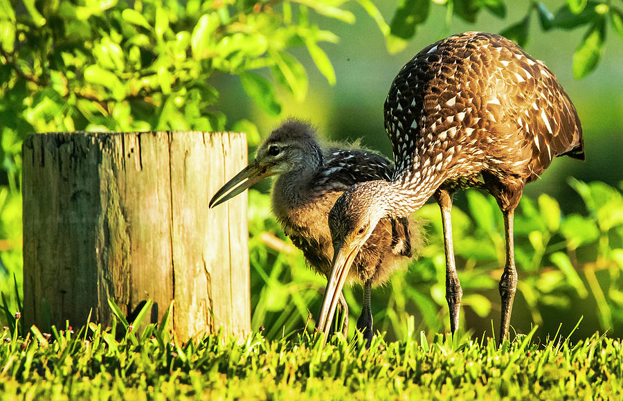 Limpkin and baby Photograph by Don Durfee