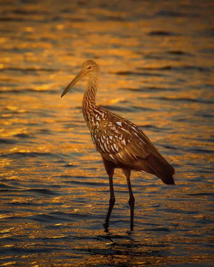 Limpkin at Sunset Photograph by Mark Andrew Thomas