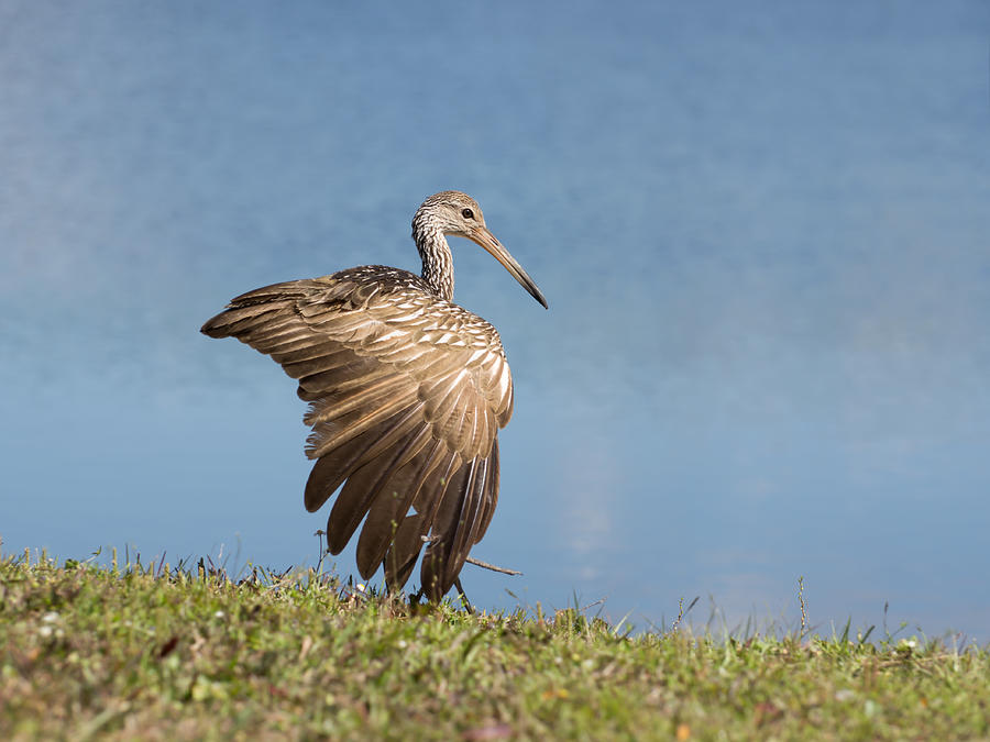 Limpkin bird spreading its wing Photograph by Zina Stromberg