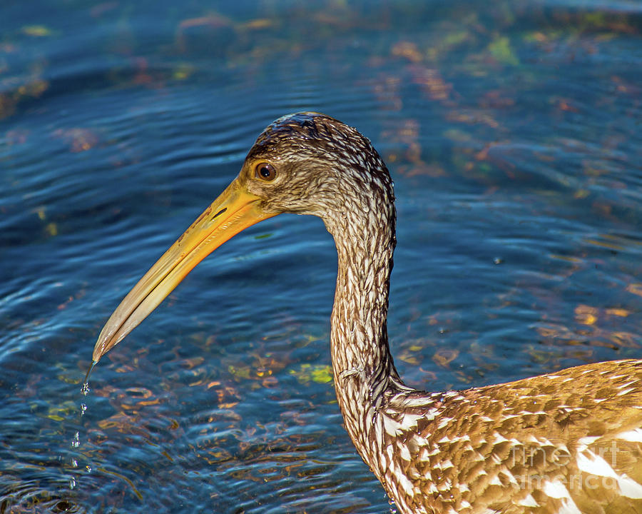 Limpkin by the Water Photograph by Stephen Whalen