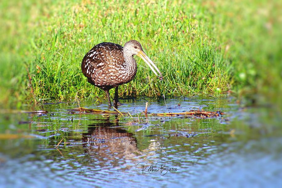 Limpkin Eating A Snail Photograph by Philip And Robbie Bracco