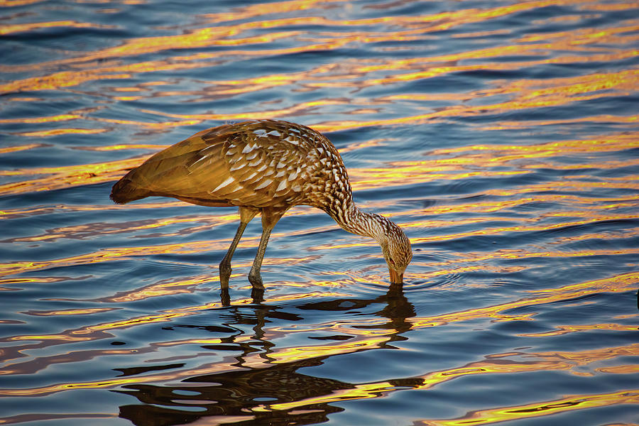 Limpkin Fishing For Dinner Photograph by Mark Andrew Thomas