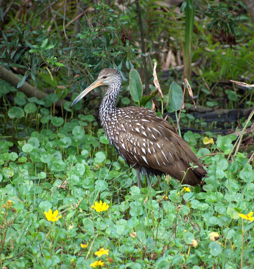 Limpkin Photograph by Heron And Fox - Fine Art America