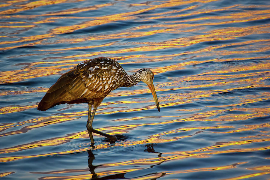 Bird Photograph - Limpkin Hunting For Dinner by Mark Andrew Thomas