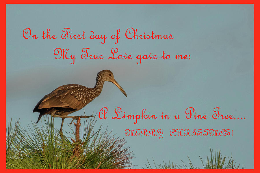 Limpkin in a Pine Tree Photograph by Dorothy Cunningham