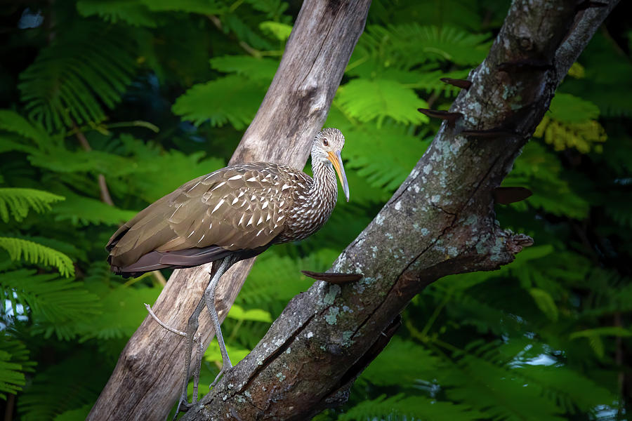Limpkin in a Tree 2 Photograph by Mark Andrew Thomas