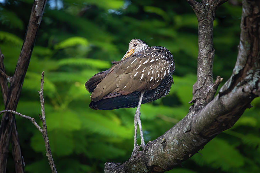 Limpkin in a Tree 3 Photograph by Mark Andrew Thomas