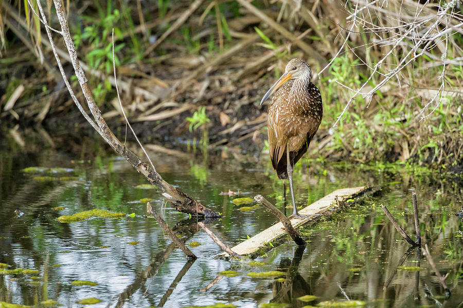 Limpkin in Swamp Photograph by Fran Gallogly