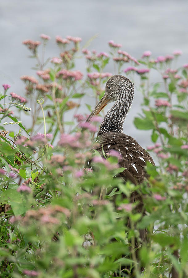 Limpkin in the Flowers Photograph by Gordon Ripley