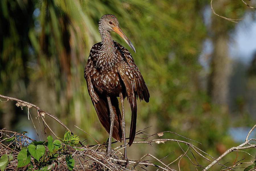 Limpkin Photograph by Les Greenwood