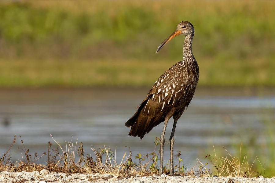 Limpkin looking back Photograph by RD Allen | Fine Art America