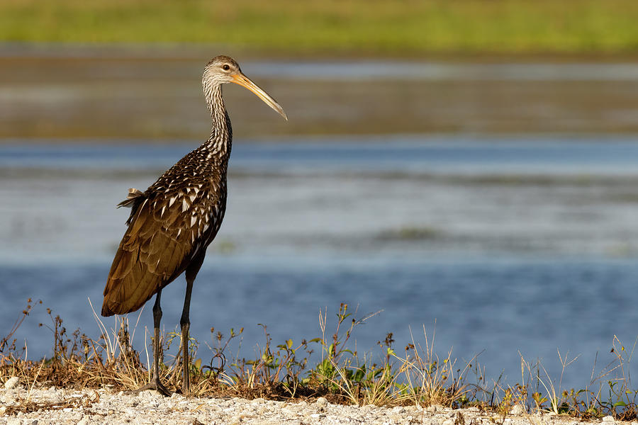 Limpkin Looks Ahead Photograph By Rd Allen - Fine Art America