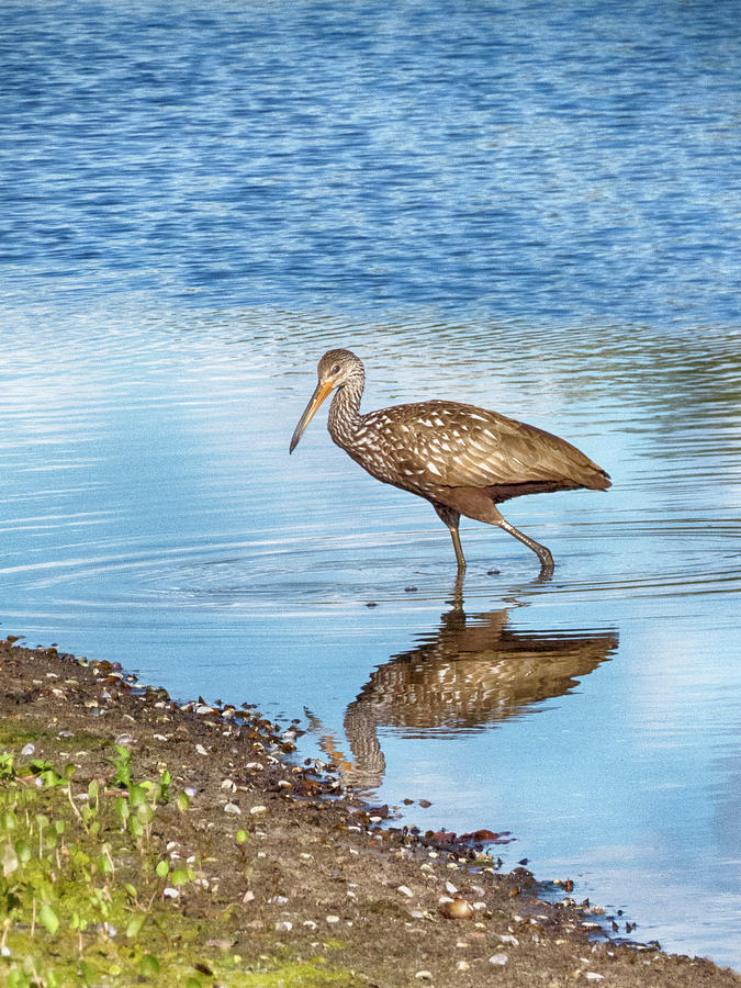 Limpkin Moment Photograph by Mitch Spence