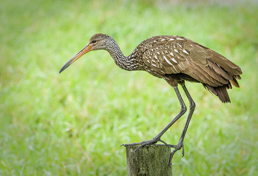 Limpkin on a Perch Photograph by Fran Gallogly
