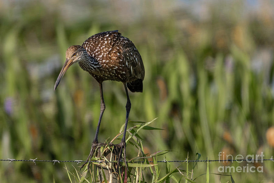 Limpkin on Fence Post Photograph by Tom Claud