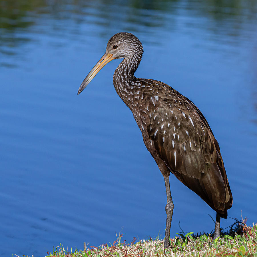 Limpkin Portrait 1 Photograph by Jennifer Howell - Fine Art America