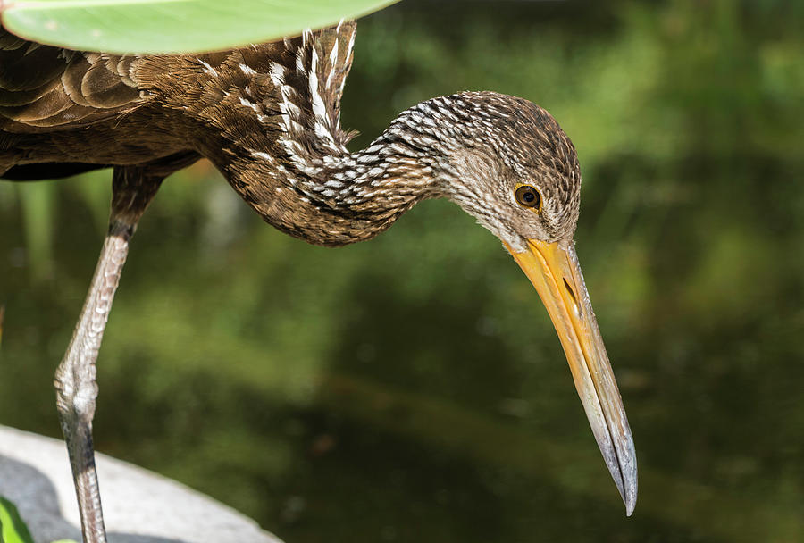 Limpkin, The Crying Bird, Argentina Photograph by Venetia Featherstone-Witty