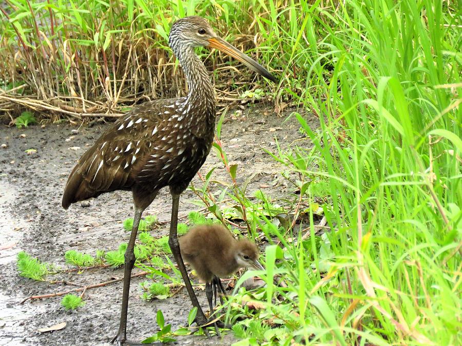 Limpkin with Baby  Photograph by Lori Frisch