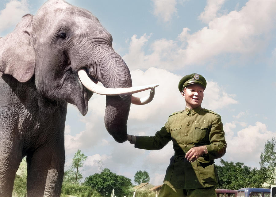 Lin Wang - the oldest elephant in the world - restored old photo ...