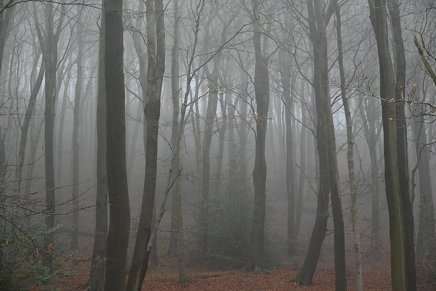 Linacre fog Photograph by Jerry Daniel