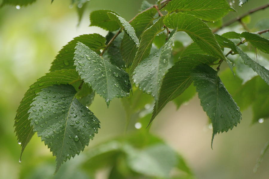 Linden Leaves with Raindrops Photograph by Alex Mir