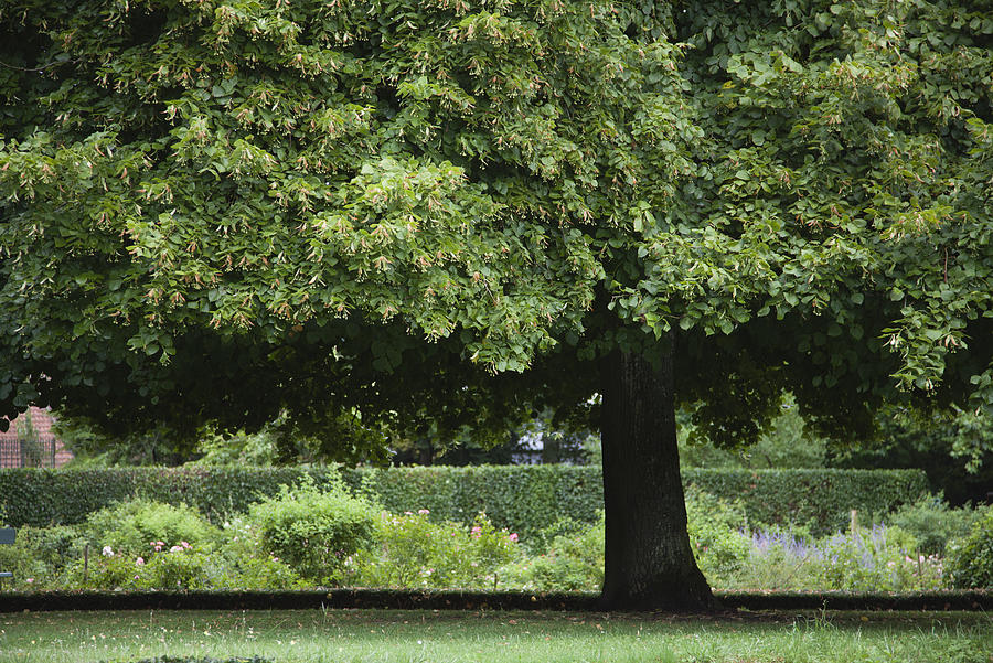 Linden tree Photograph by PhotoAlto/Frederic Cirou