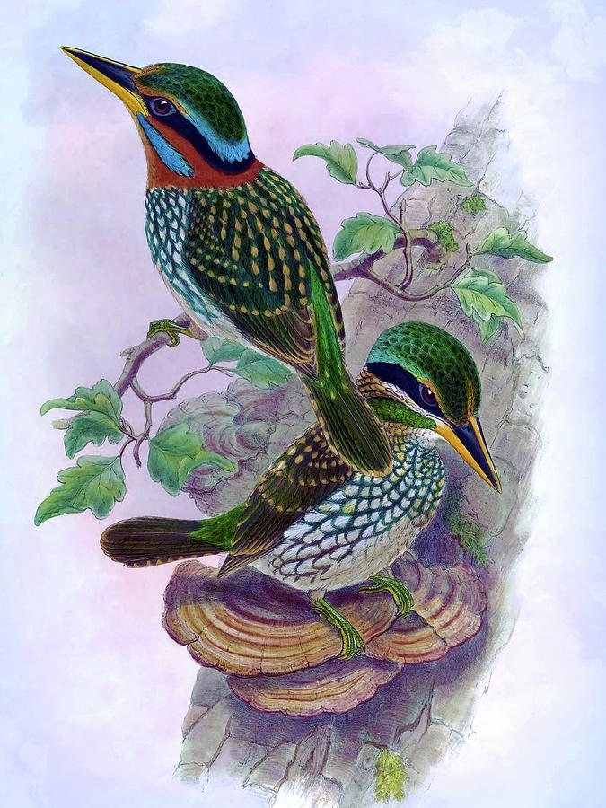 Lindsays Kingfisher, Actenoides Lindsayi Bird Print, Birds Of Asia Bird Print By William Hart Painting