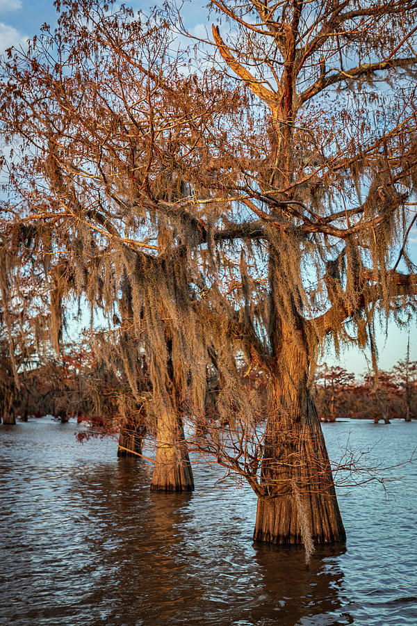 Line of Bald Cypress Trees Photograph by Tim Stanley