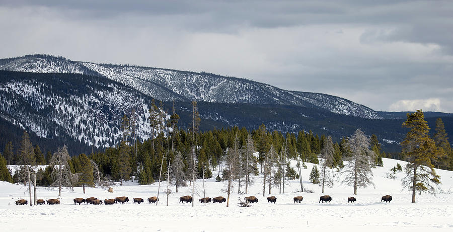 Line of Bison Photograph by Max Waugh