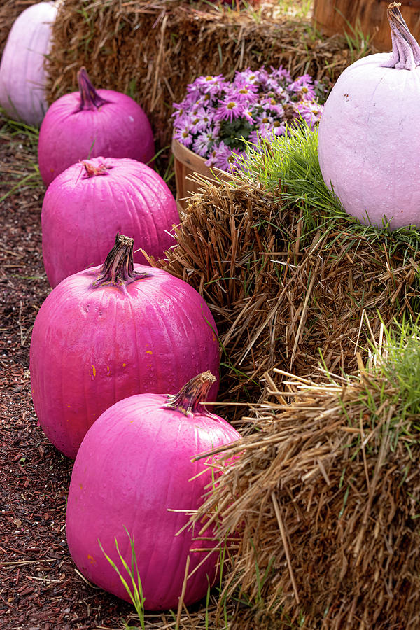 Line of Bright Pink Pumpkins on Display Photograph by Teri Virbickis