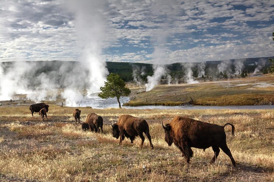 Line of buffalos at Yellowstone Park Photograph by James Mayo - Fine ...