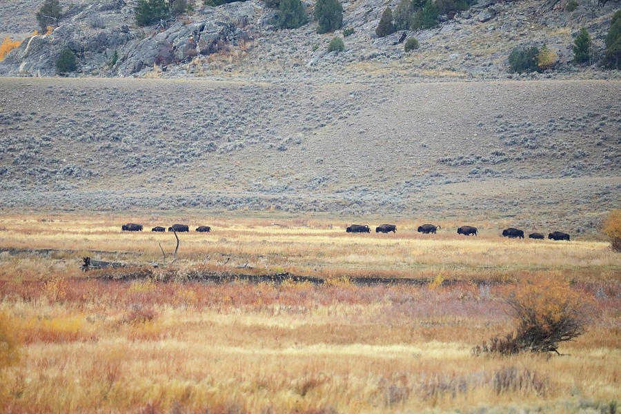 Line Of Distant Buffalos Photograph