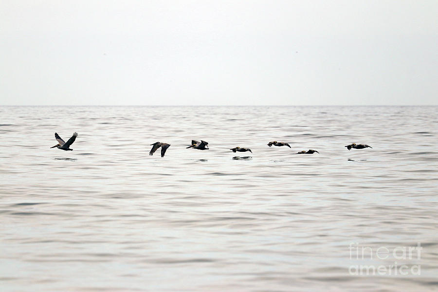 Line of Pelicans in Flight over the Ocean  6756 Photograph by Jack Schultz