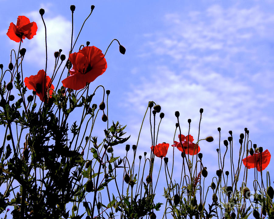 Line of Poppies Photograph by Stephen Melia