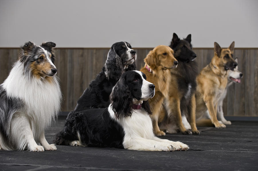Line of purebred dogs in obedience class Photograph by Apple Tree House