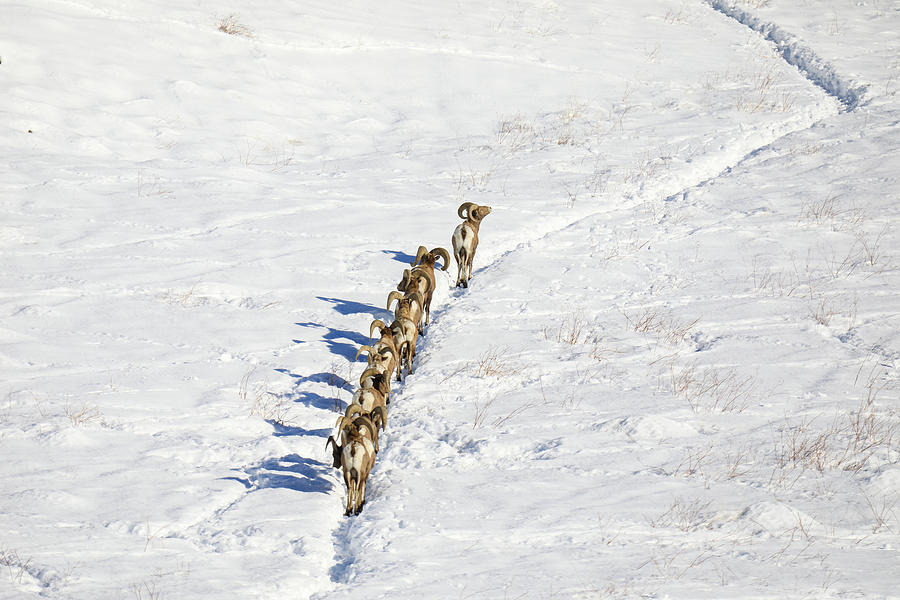 Line Of Rams Walking Up The Trail Photograph