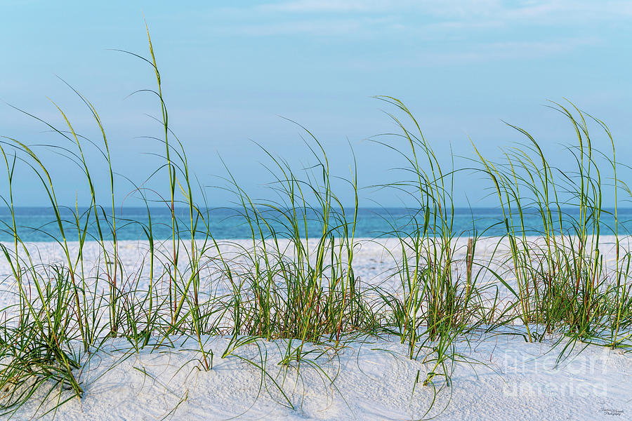 Line of Sea Oats In White Sand Photograph by Jennifer White