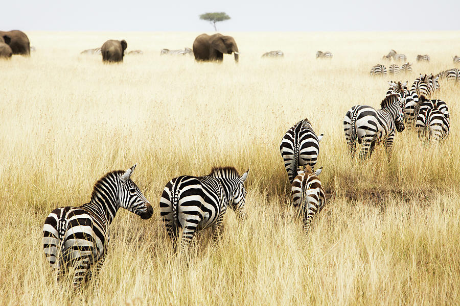Nature Photograph - Line of Zebra in Grass of Kenya by Good Focused
